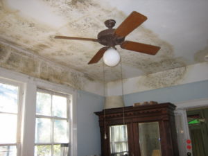 ceiling mold 