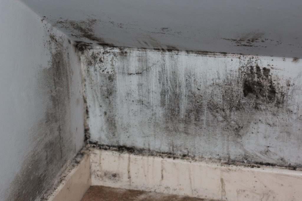 Mold on wall