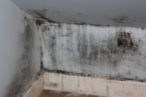 mold on wall