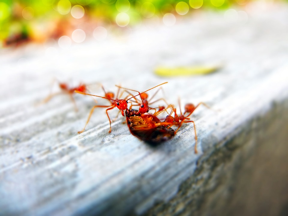 Insect