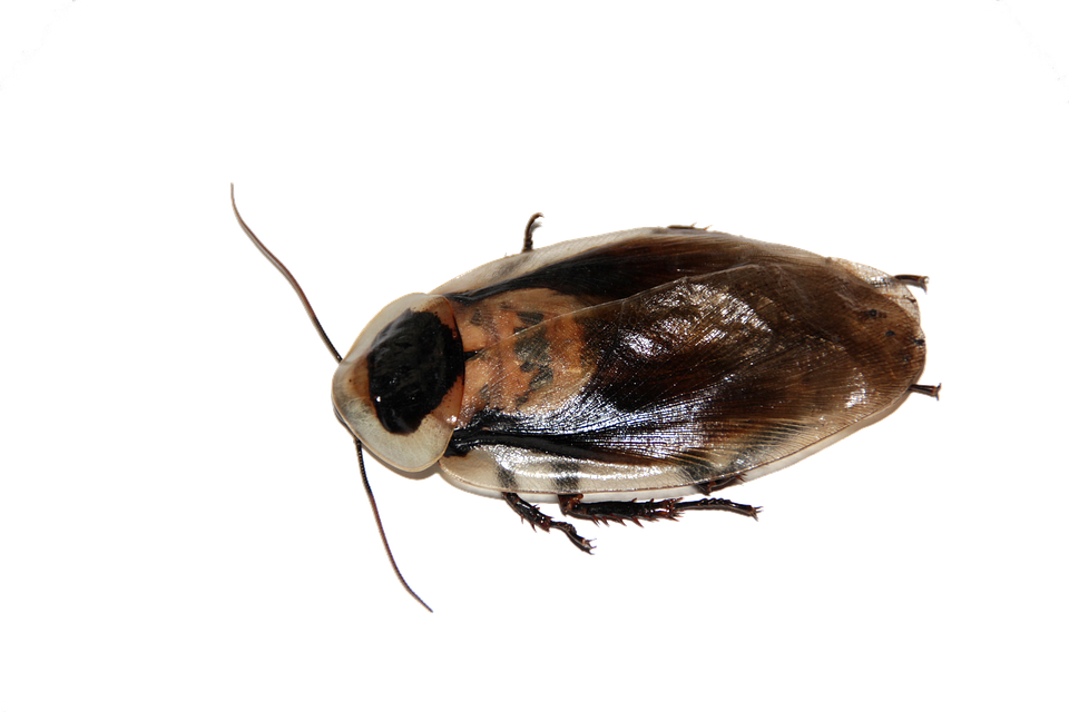 Cockroach