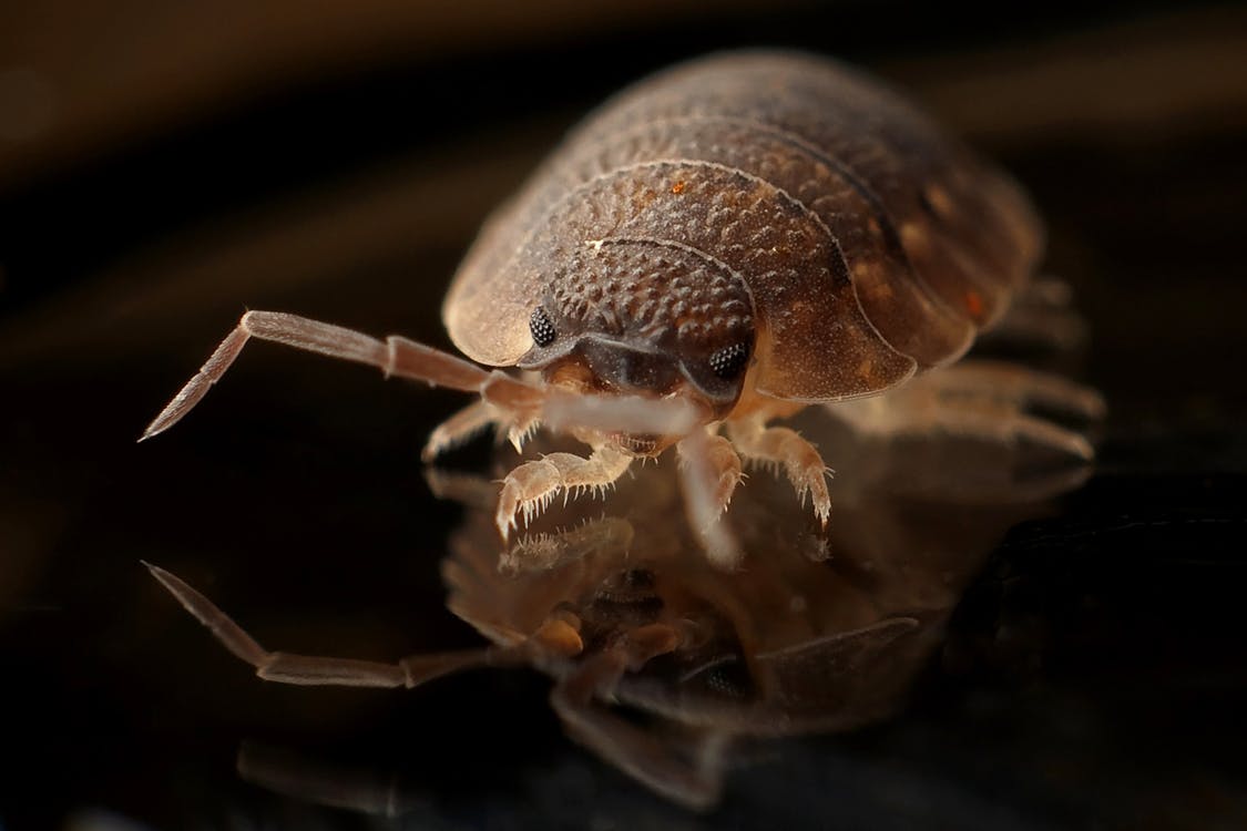 Insect